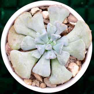 Echeveria 'Topsy Turvy' plant in Somewhere on Earth
