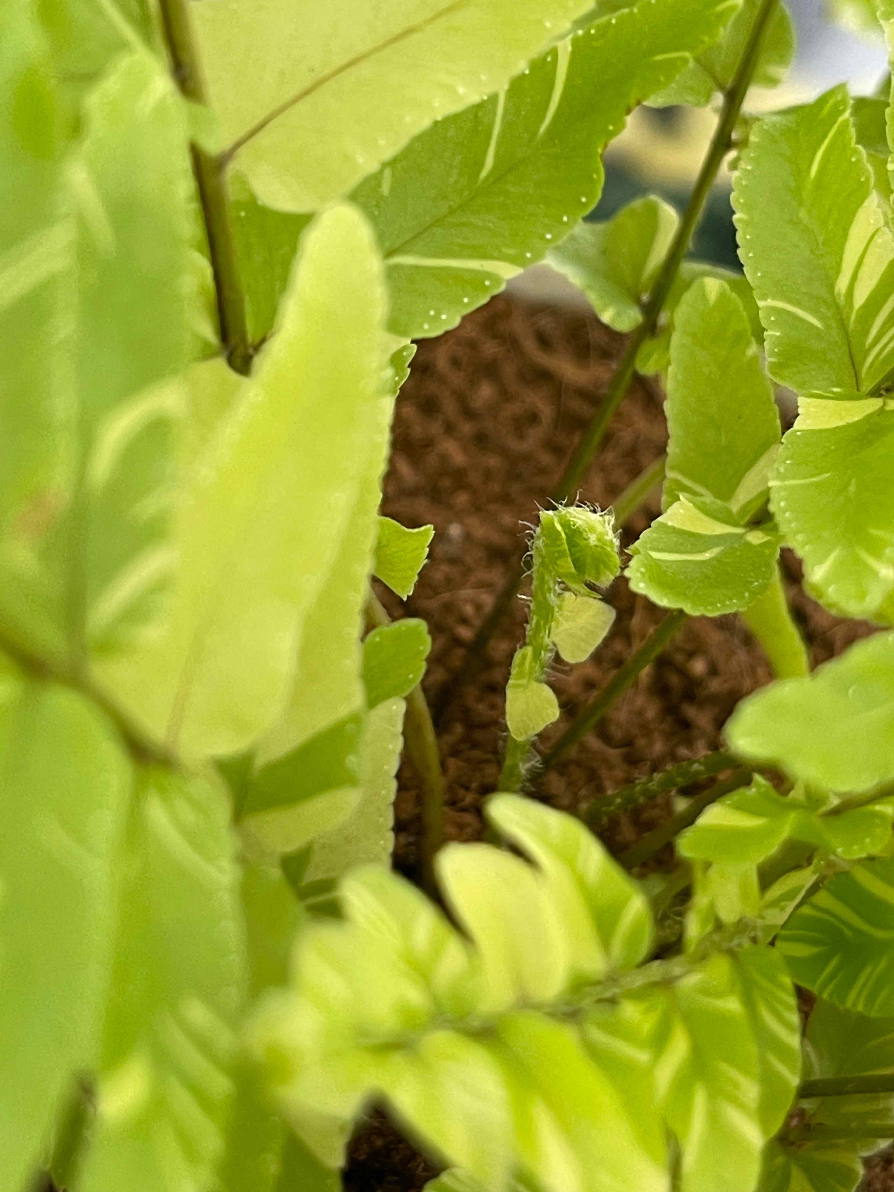 Tiger Fern with vibrant green leaves and visible soil, indicating good health.