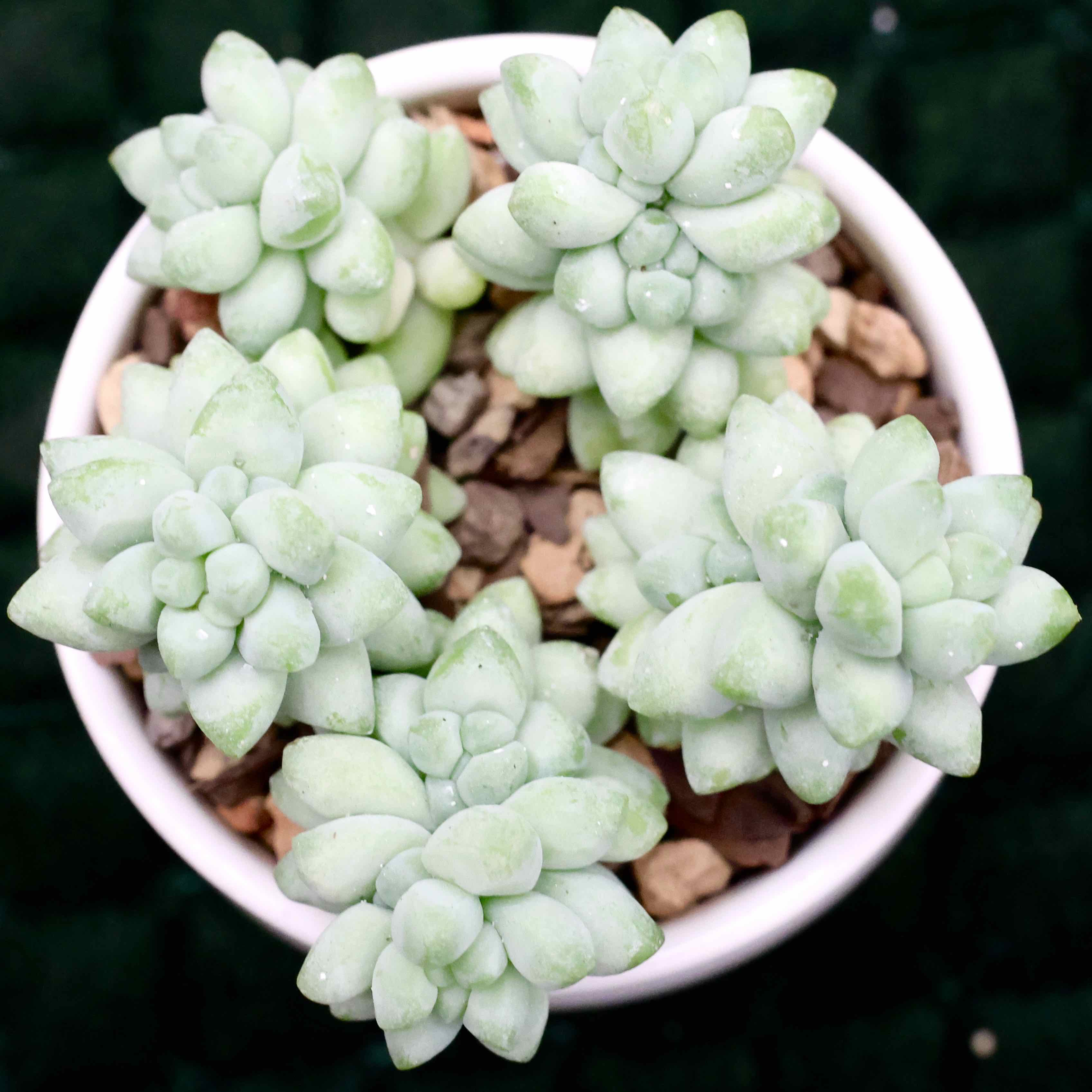 Photo of the plant species Burro's Tail by @PlantingPeace named (Si) Shrek on Greg, the plant care app