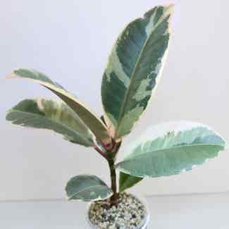 Variegated Rubber Tree plant in Delray Beach, Florida