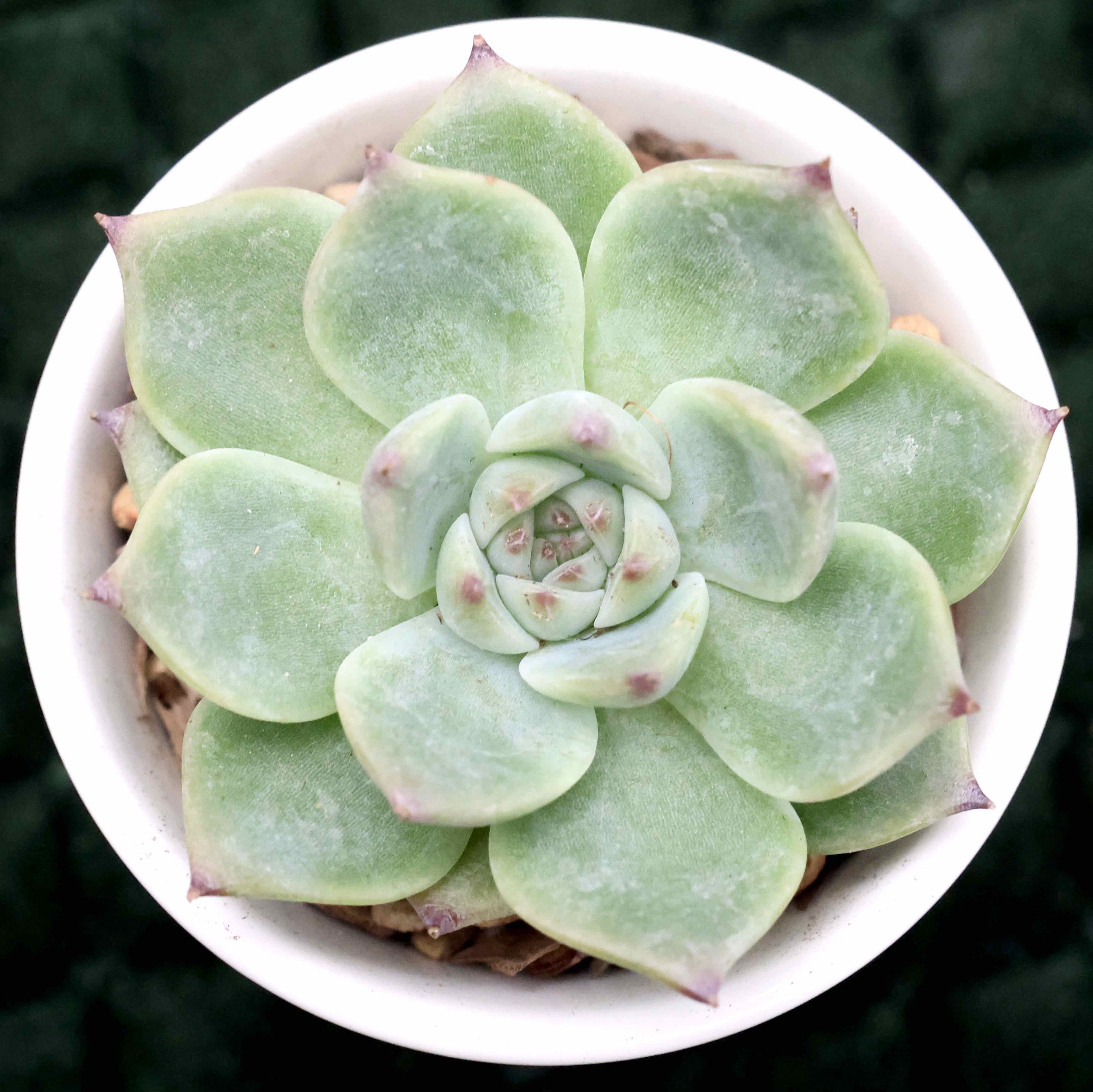 Echeveria chihuahuaensis plant in a white pot, healthy green leaves.
