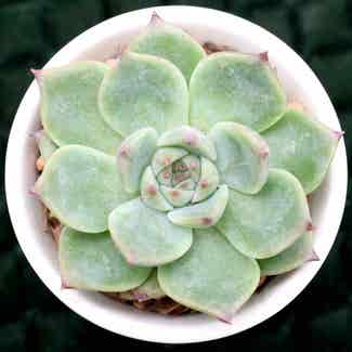 Echeveria chihuahuaensis plant in Somewhere on Earth