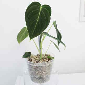 Black Gold Philodendron plant in Somewhere on Earth