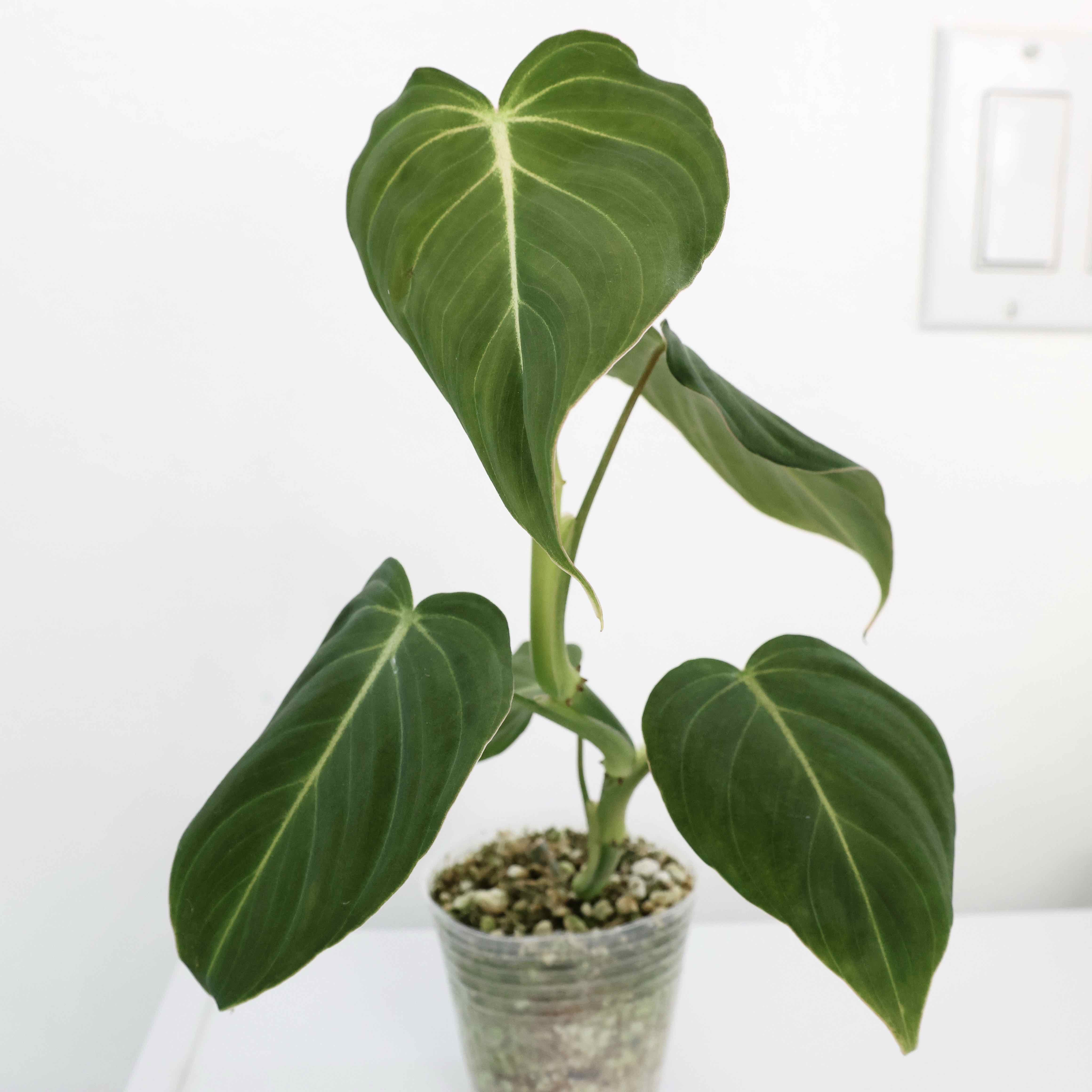 Philodendron 'Glorius' plant with four large, healthy leaves in a clear pot with visible soil.