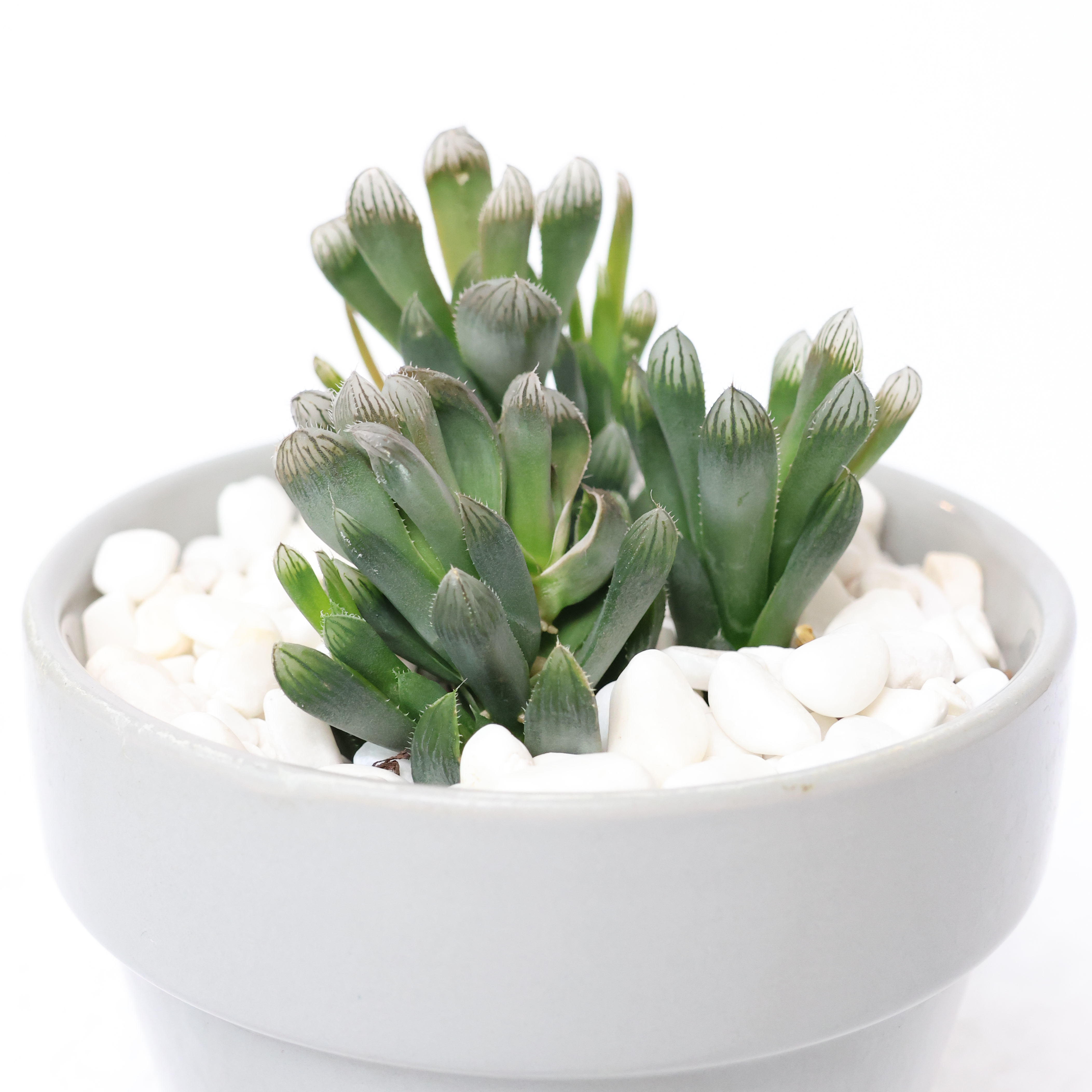 Photo of the plant species Haworthia cooperi by @PlantingPeace named (Ha) Cheebs on Greg, the plant care app