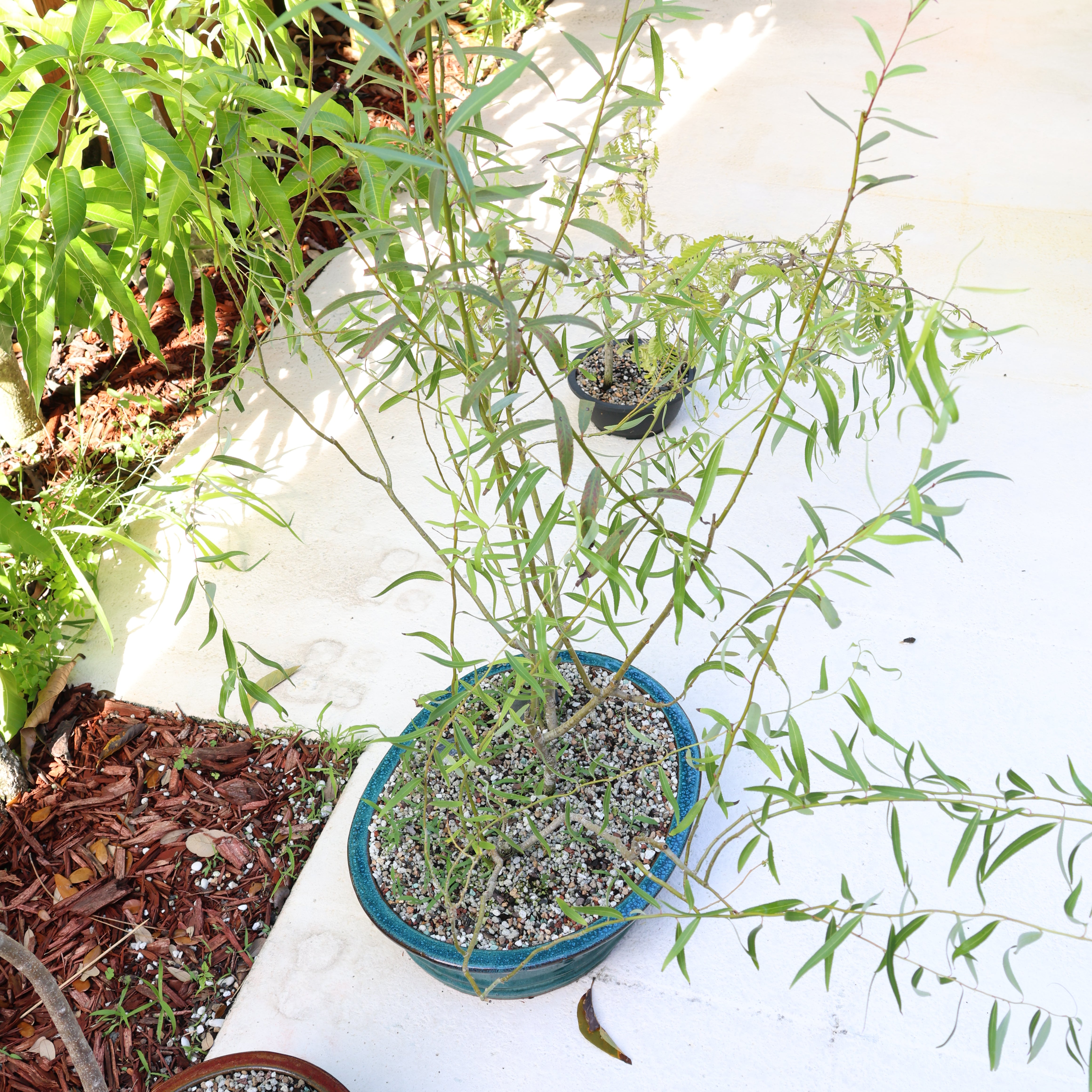 Plant care for Balfour's Willow on Greg, the plant care app