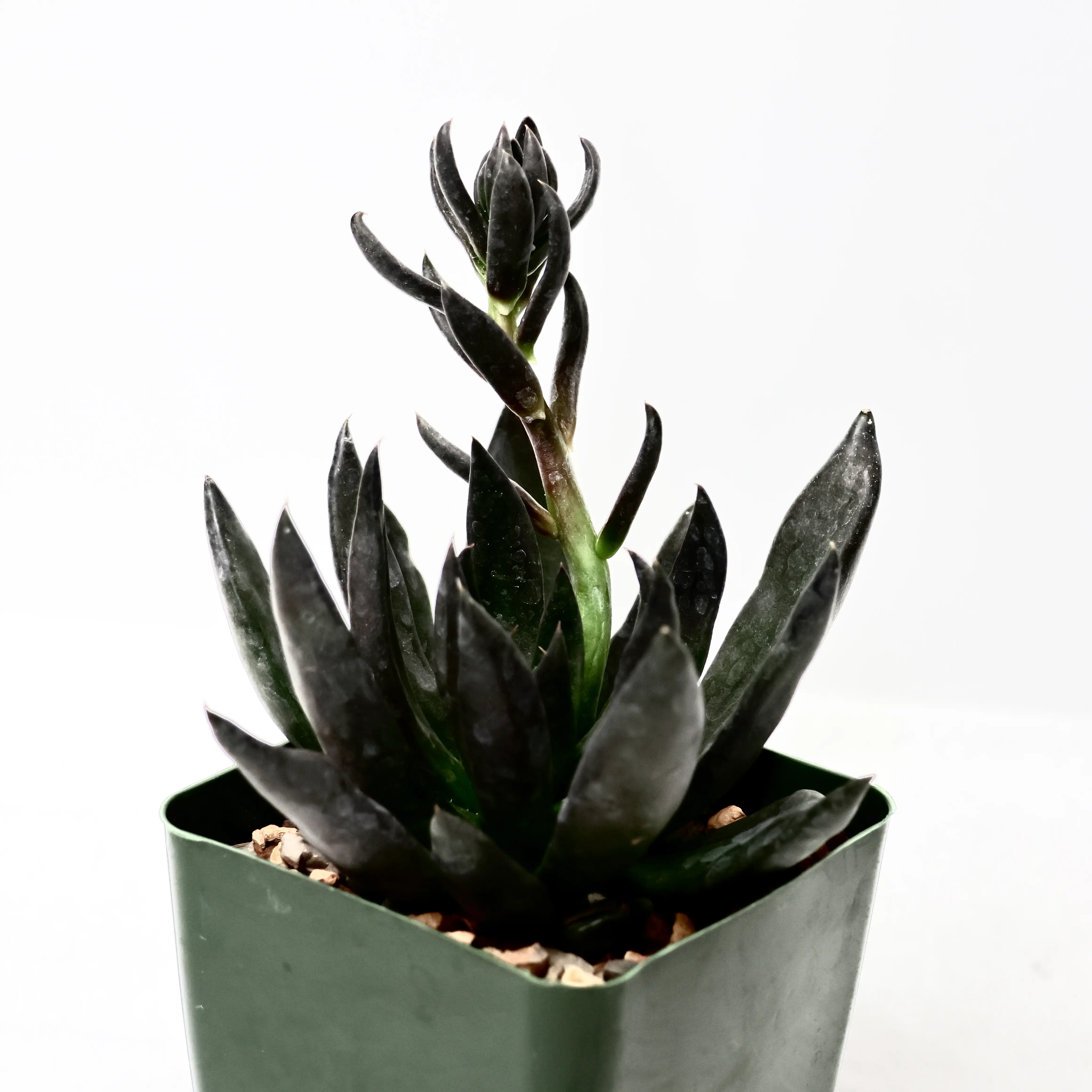 Echeveria 'Black Knight' plant in a green pot with dark, pointed leaves.