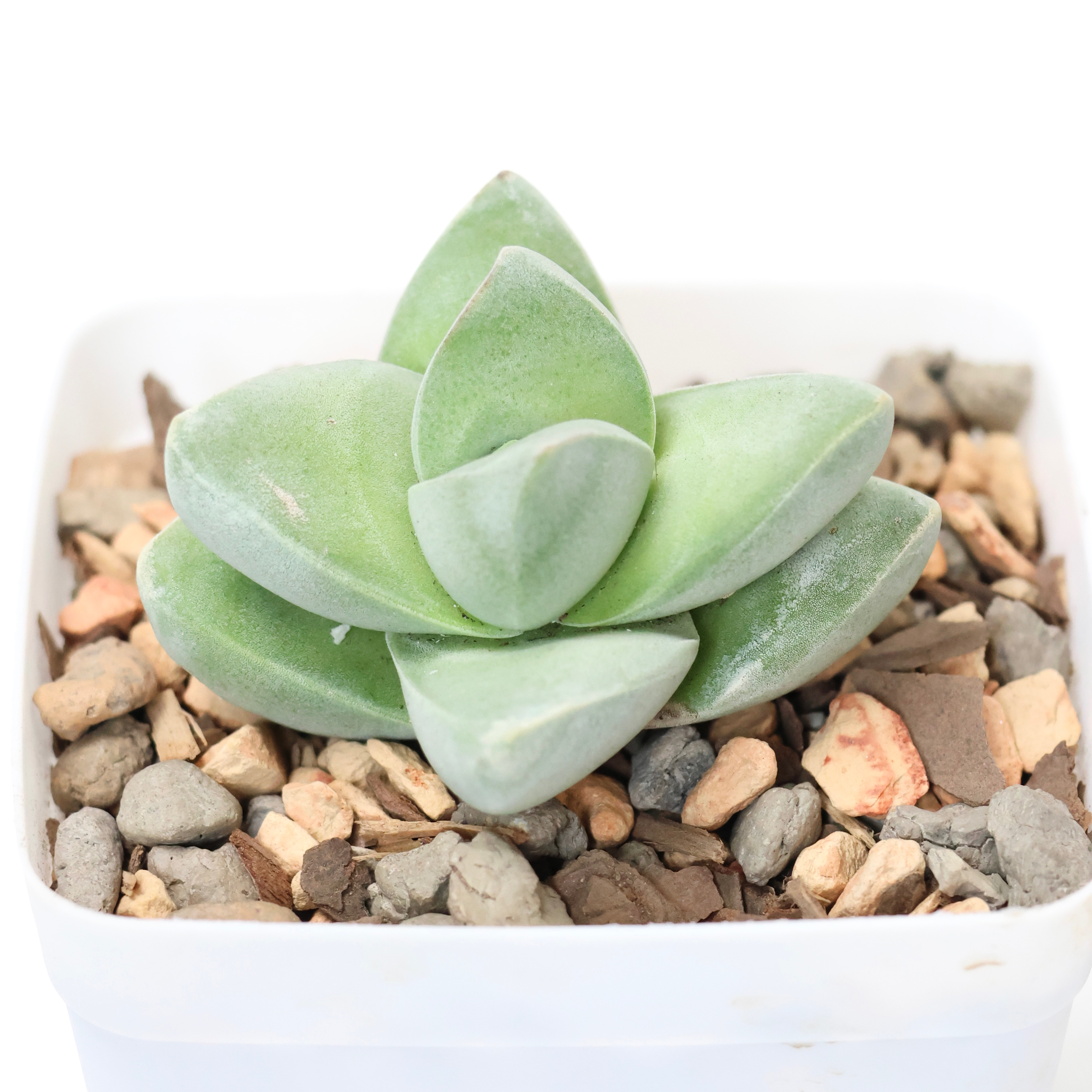 Photo of the plant species Crassula 'Moonglow' by @PlantingPeace named (So) 2-Step on Greg, the plant care app