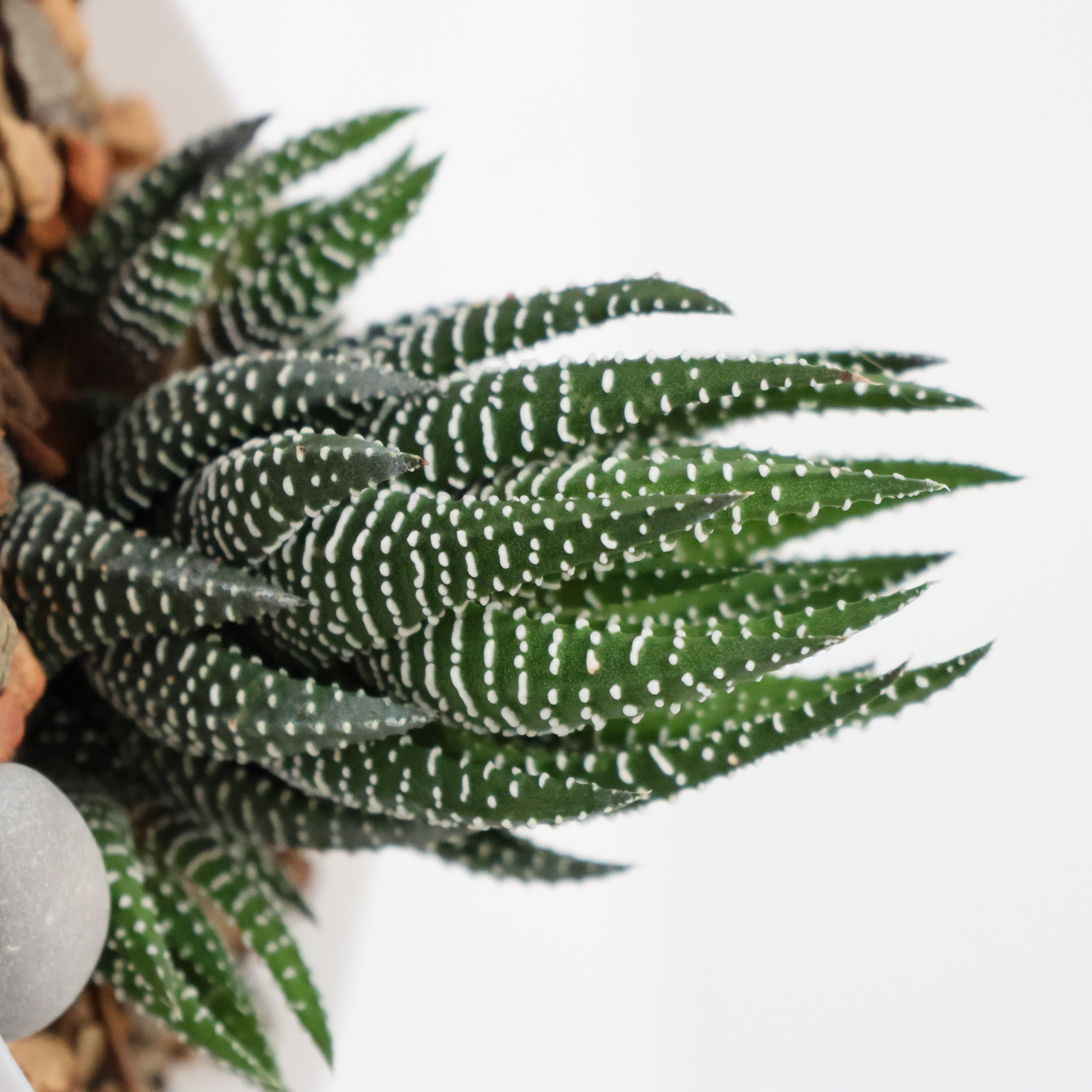 Photo of the plant species Zebra Plant by @PlantingPeace named (Ha) Stripes on Greg, the plant care app