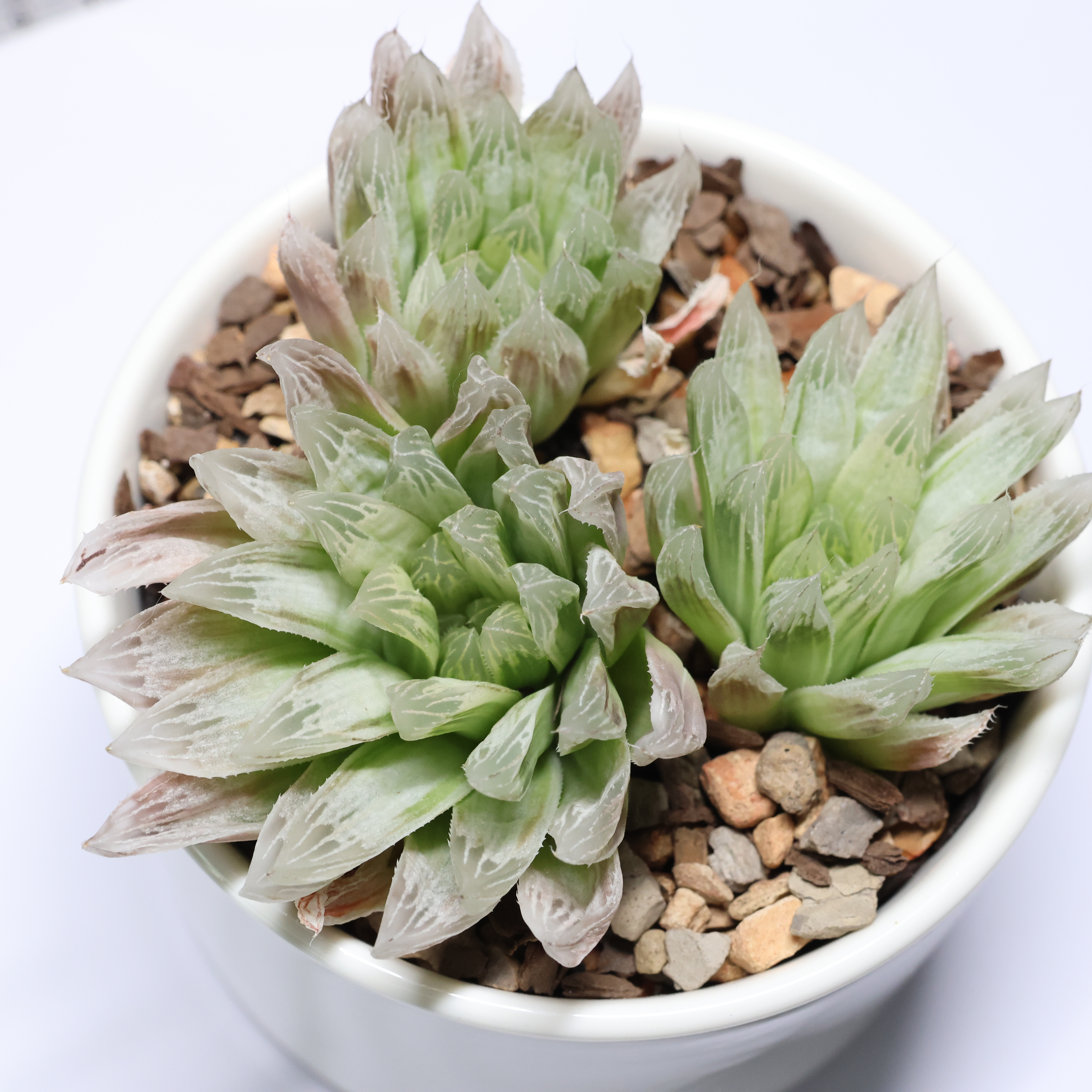 Photo of the plant species Variegated Crystal Haworthia Cooperi by @PlantingPeace named (Ha) Chunky on Greg, the plant care app