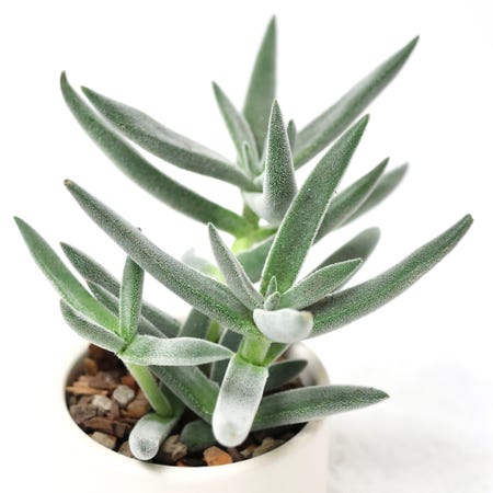 Photo of the plant species Crassula mesembryanthemoides by @PlantingPeace named (Si) Velcro on Greg, the plant care app