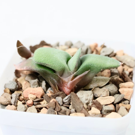 Photo of the plant species Flat-leaf Gasteria by Plantingpeace named Flapjack on Greg, the plant care app
