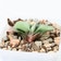 Calculate water needs of Flat-leaf Gasteria