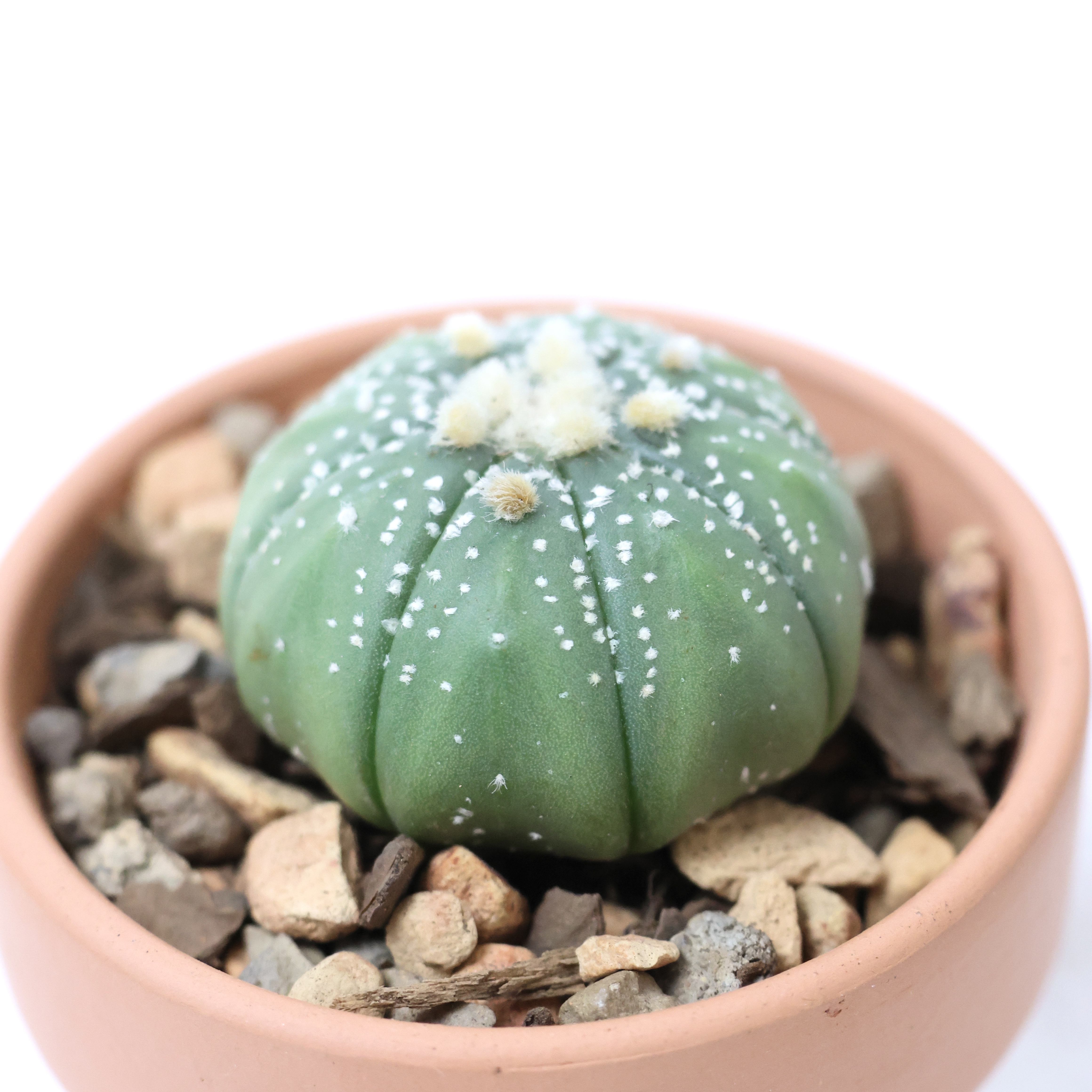 Sand Dollar Cactus in a small pot with rocky soil, appearing healthy.