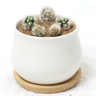 Arizona Snowcap Cactus plant in Somewhere on Earth