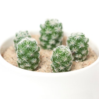 Thimble Cactus plant in Somewhere on Earth