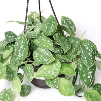 Silver Pothos plant in Somewhere on Earth