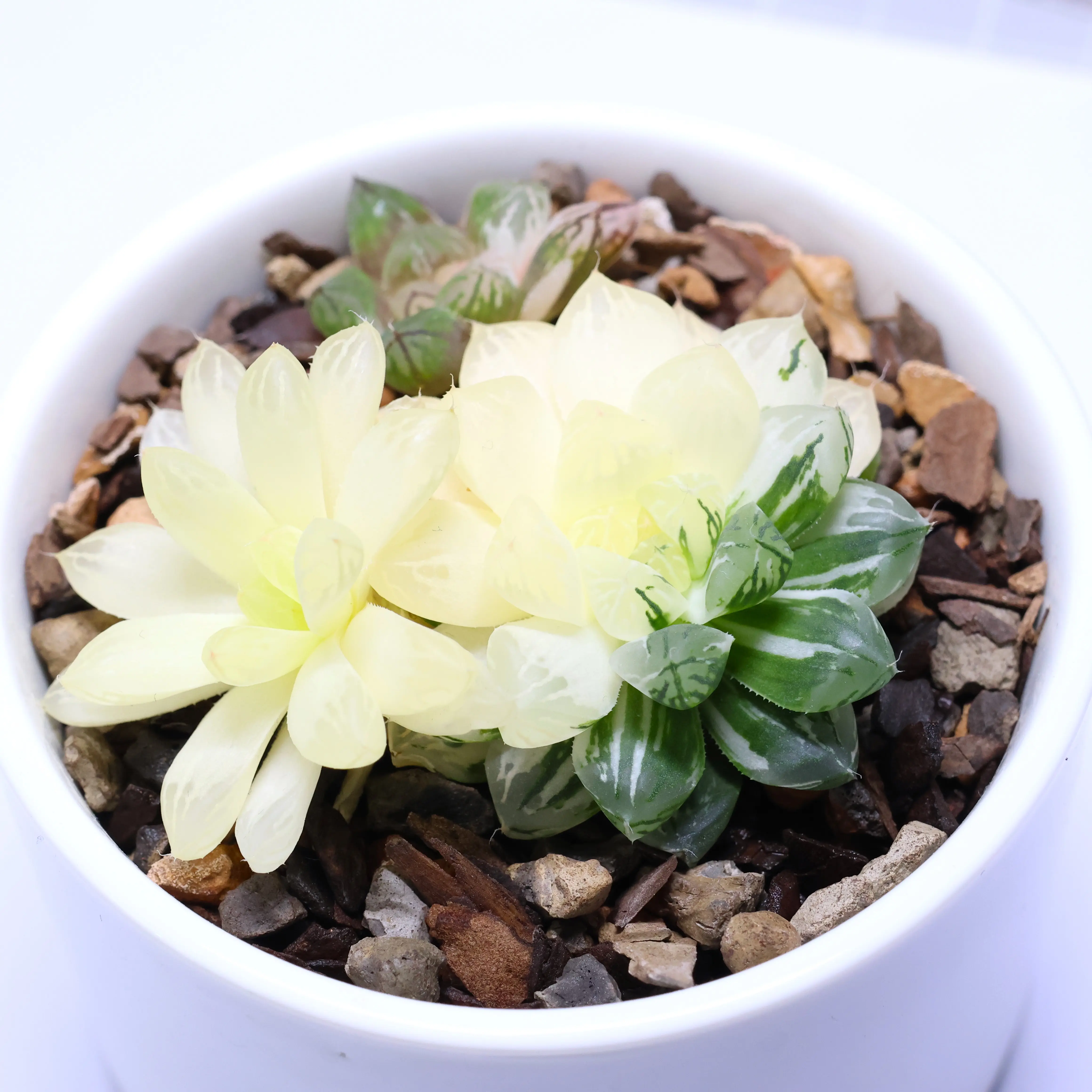 Photo of the plant species Variegated Haworthia Cooperi by @PlantingPeace named (Ha) Halloween on Greg, the plant care app