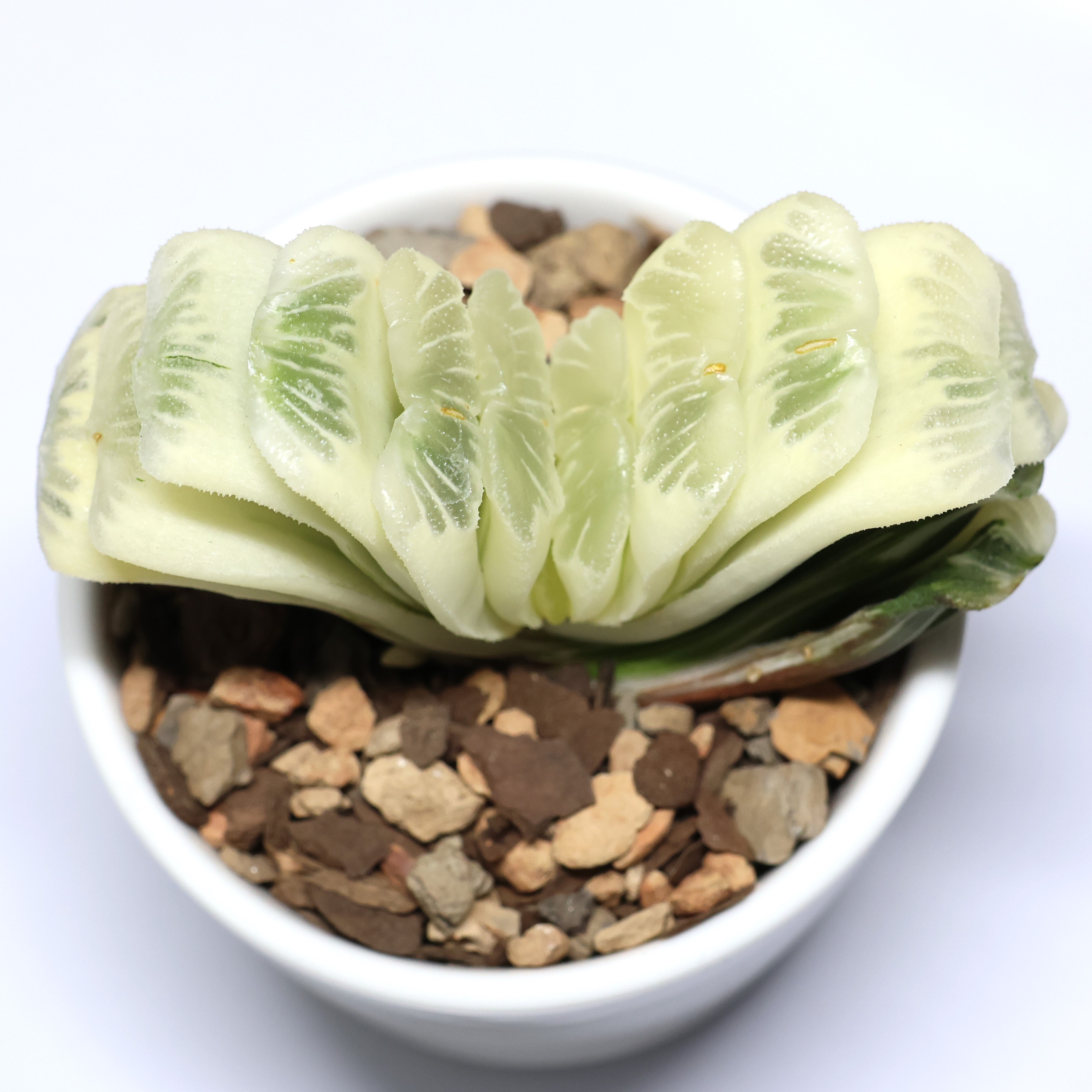 Photo of the plant species Variegated Truncada by @PlantingPeace named (Ha) Two-Face on Greg, the plant care app