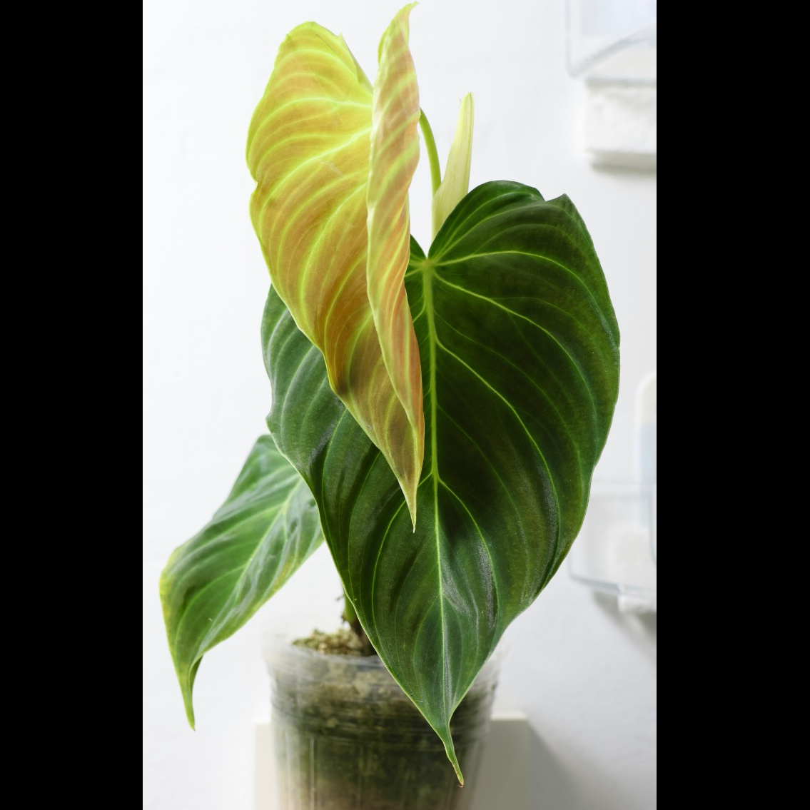 Philodendron Splendid plant with large, healthy green leaves and a new leaf unfurling.