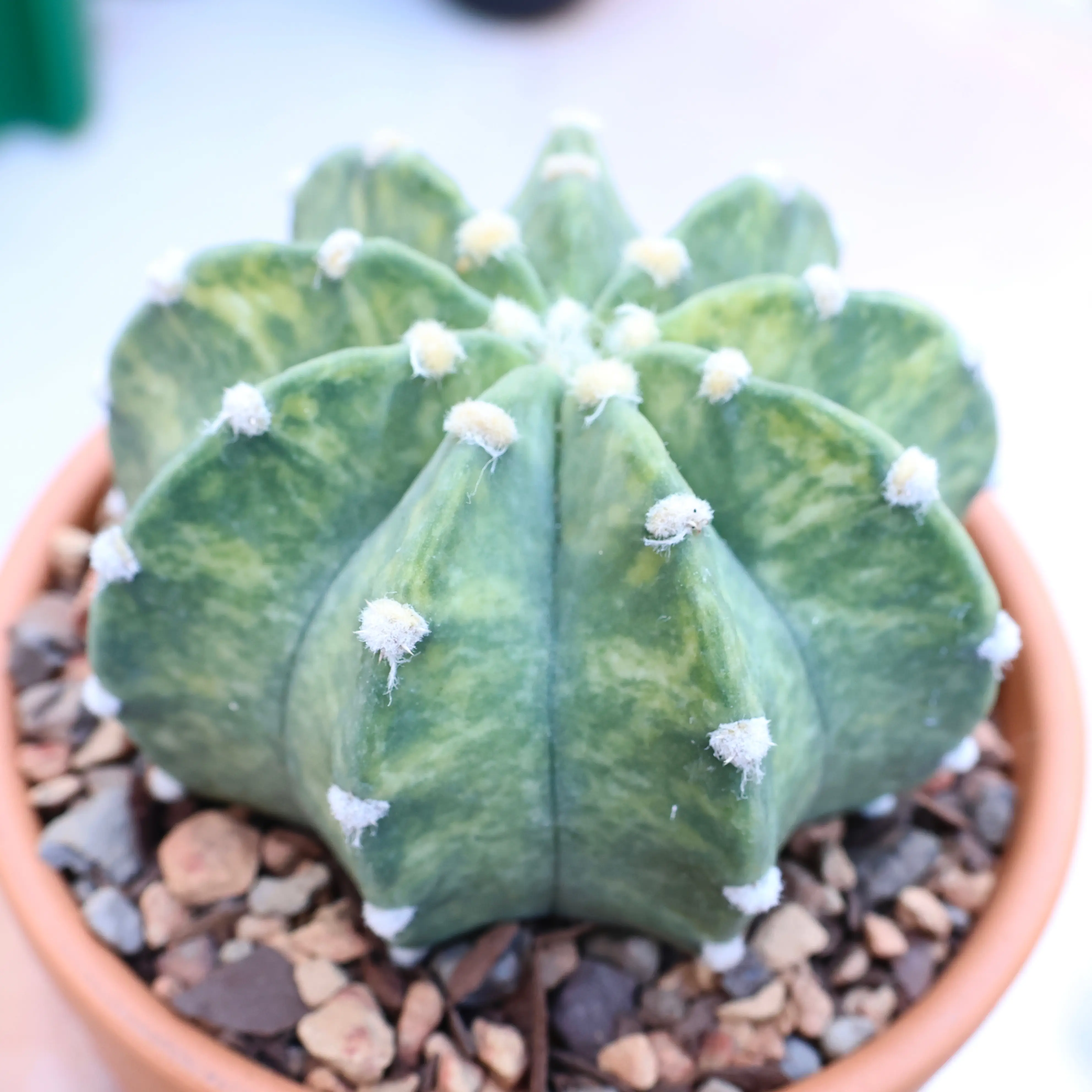 Photo of the plant species Variegated Domino Cactus by @PlantingPeace named (C) Lemon-Lime on Greg, the plant care app