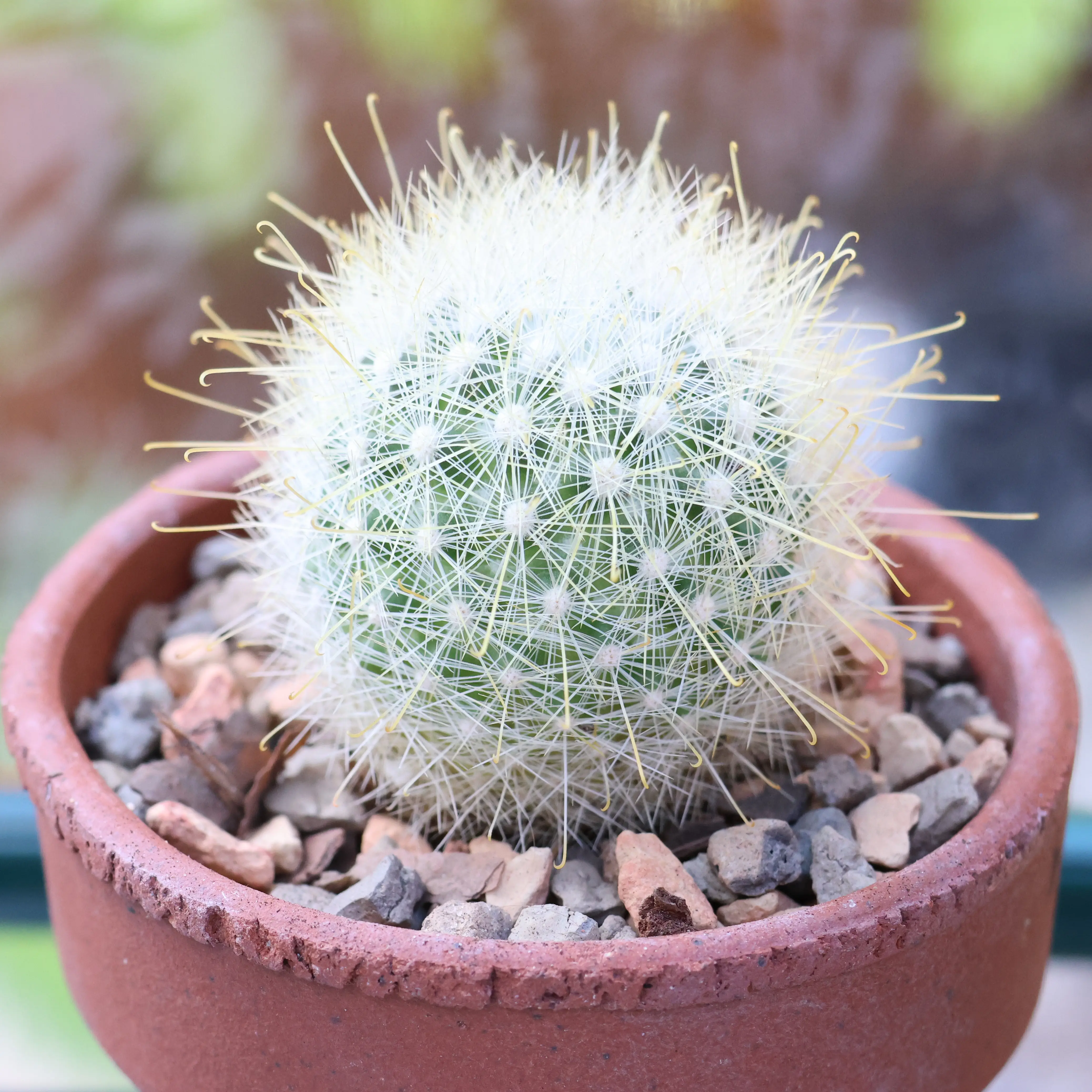 Plant care for Cacti on Greg, the plant care app