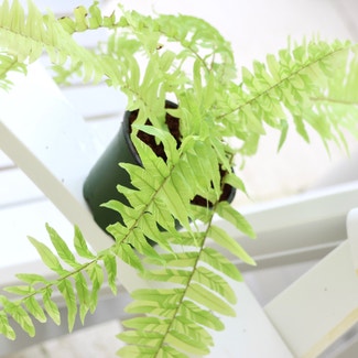 Tiger Fern plant in Somewhere on Earth