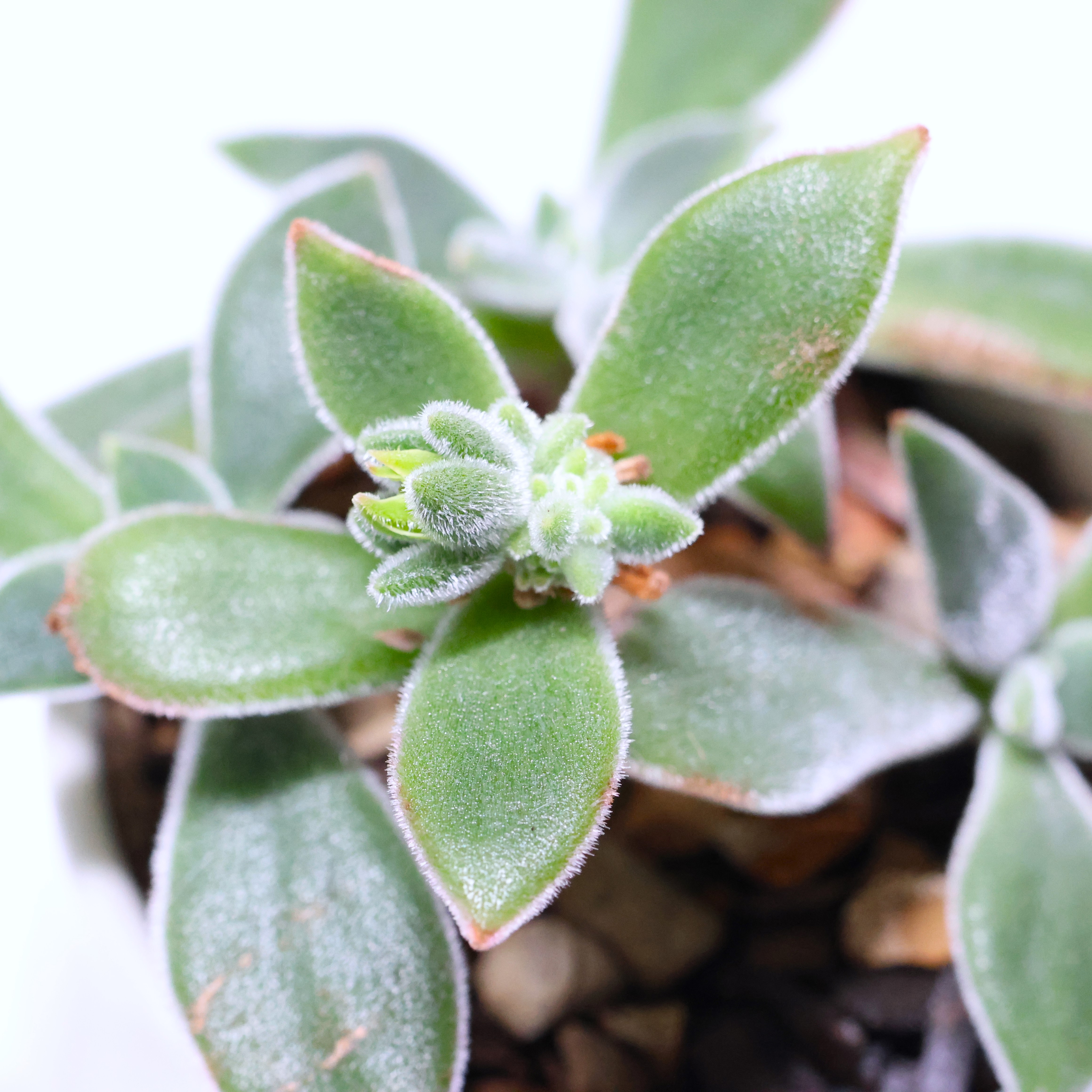 Photo of the plant species Ruby Slippers Echeveria by @PlantingPeace named (Si) Evil on Greg, the plant care app