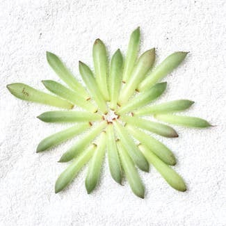 Graptoveria 'Silver Star' plant in Somewhere on Earth