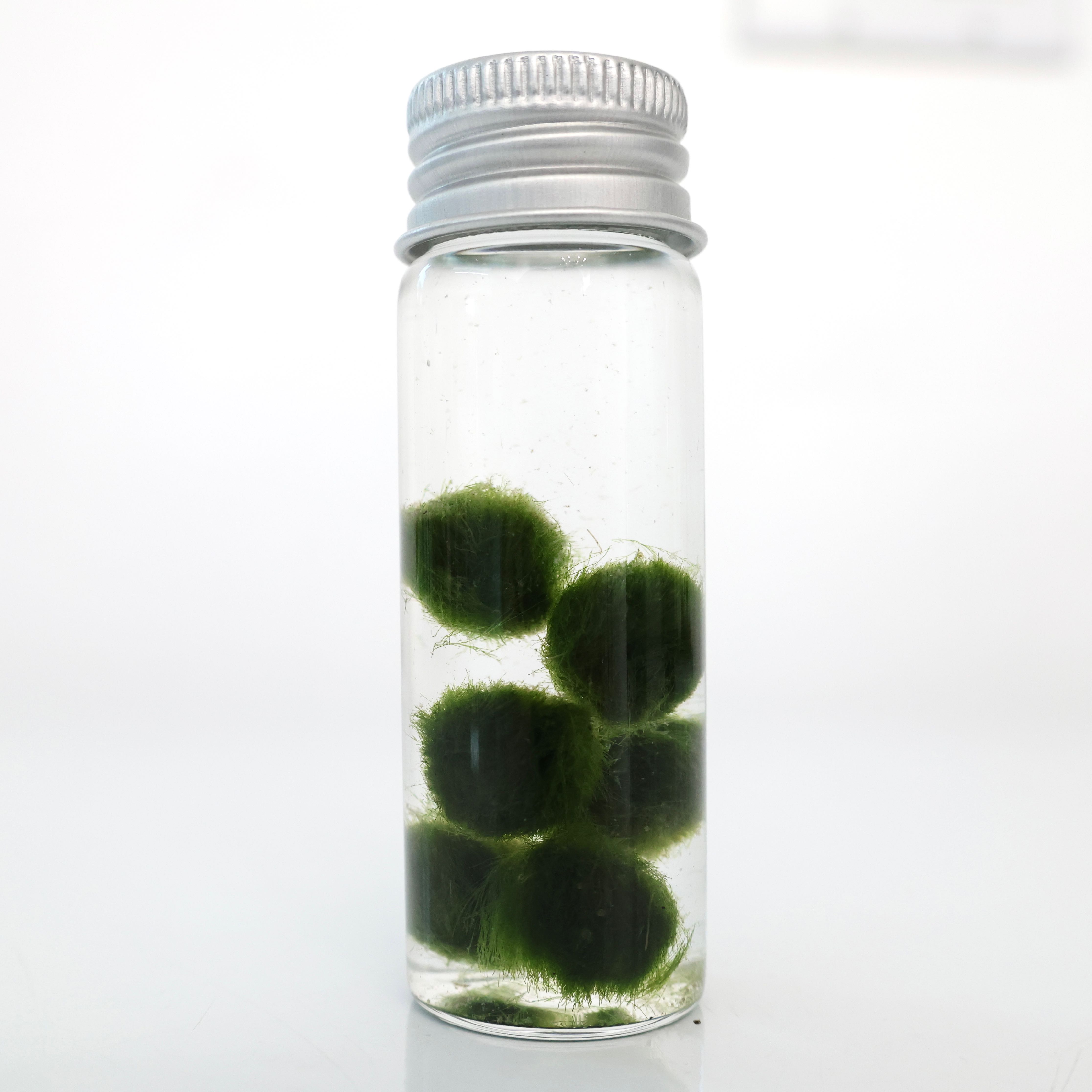 Photo of the plant species Marimo by @PlantingPeace named (Aq) Plague Doctors on Greg, the plant care app