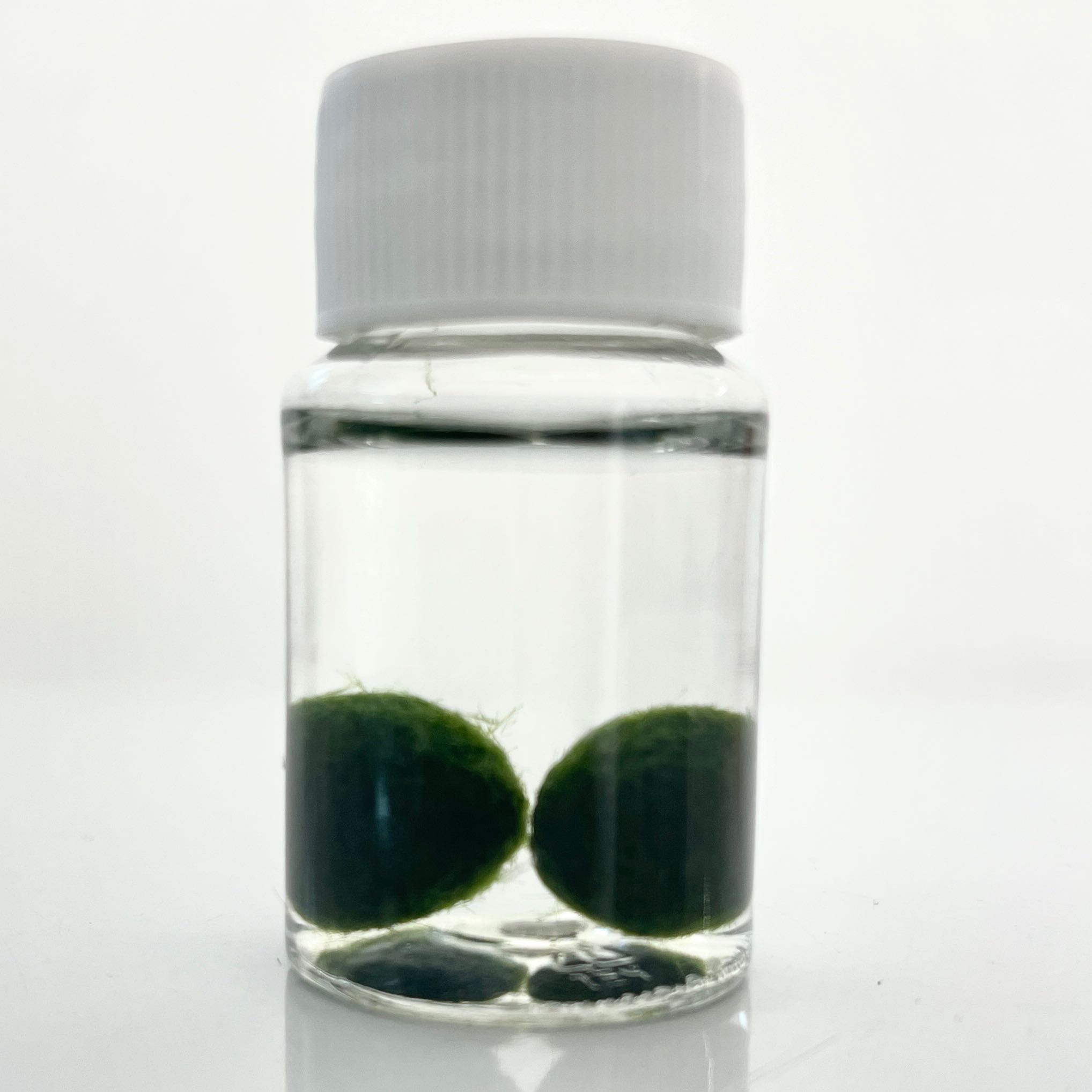 Photo of the plant species Marimo by @PlantingPeace named (Aq) Thing 1 & Thing 2 on Greg, the plant care app