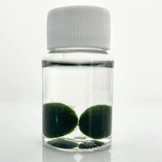 Marimo plant in Somewhere on Earth