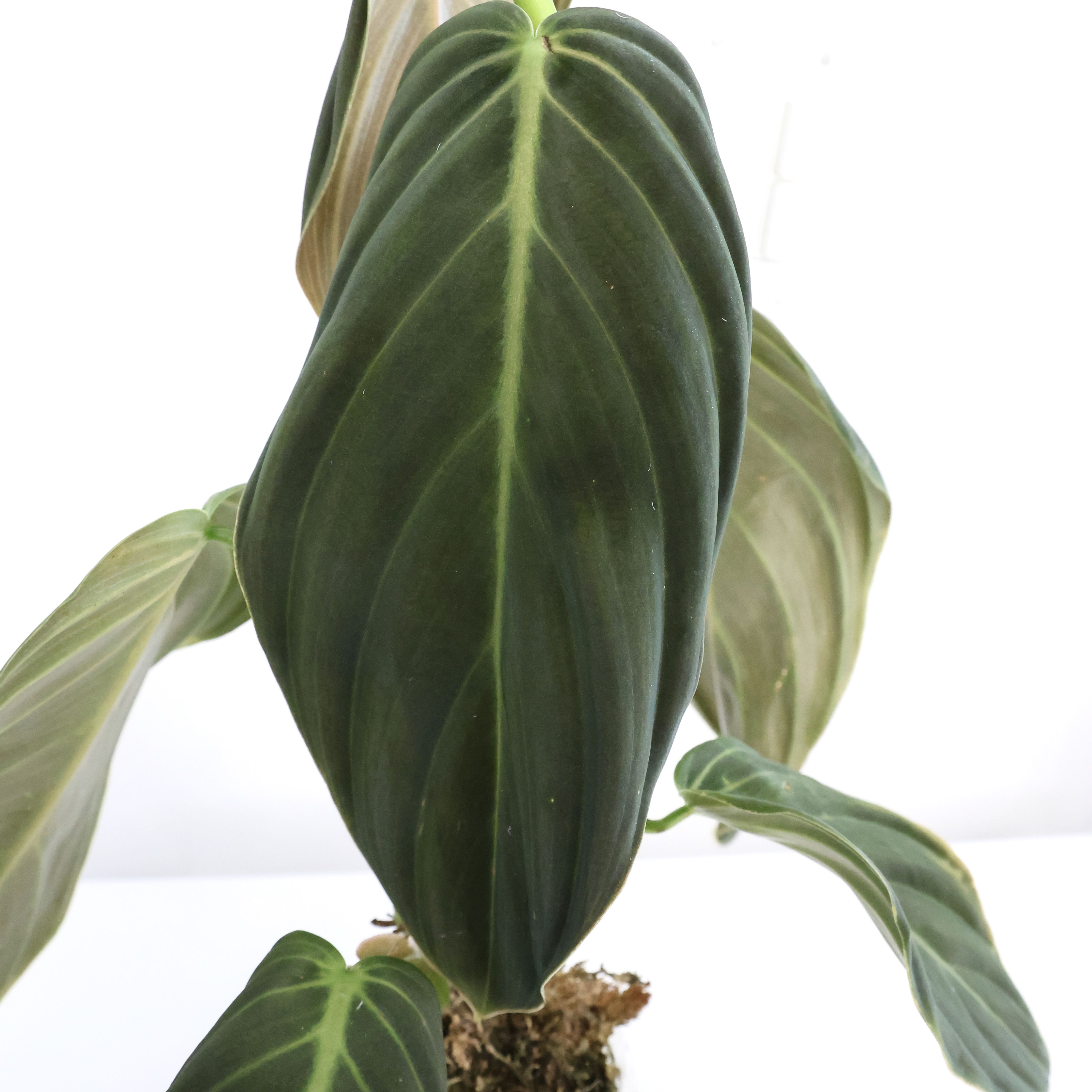 Philodendron gigas plant with large, dark green leaves, well-framed and in focus.