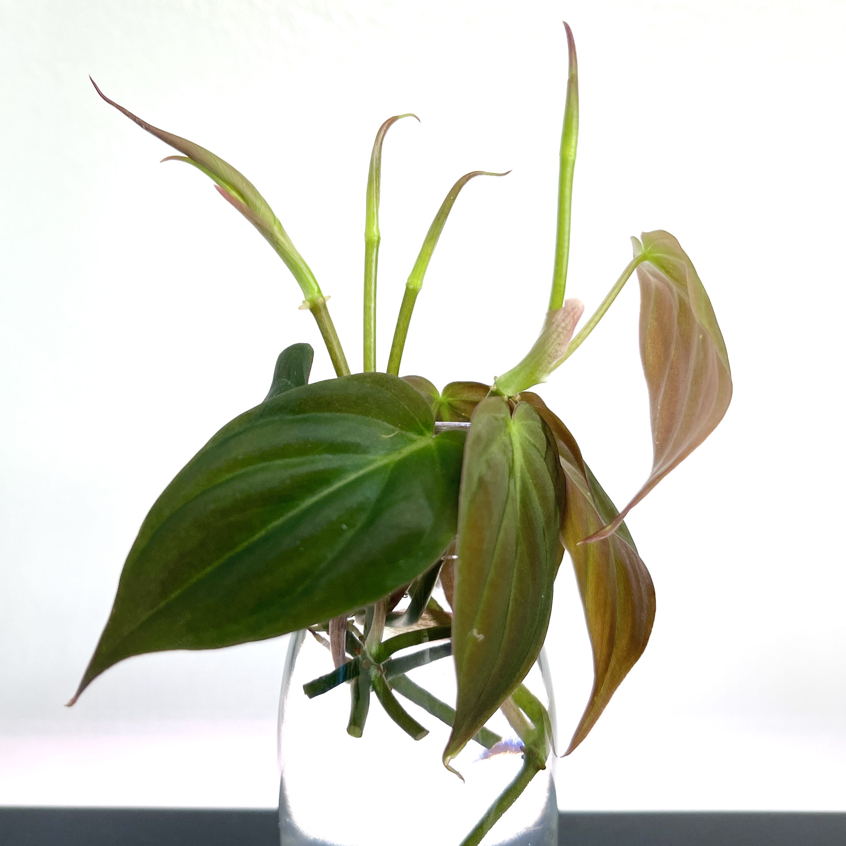 Photo of the plant species Philodendron Micans by @PlantingPeace named z(St) Mican Cuttings on Greg, the plant care app