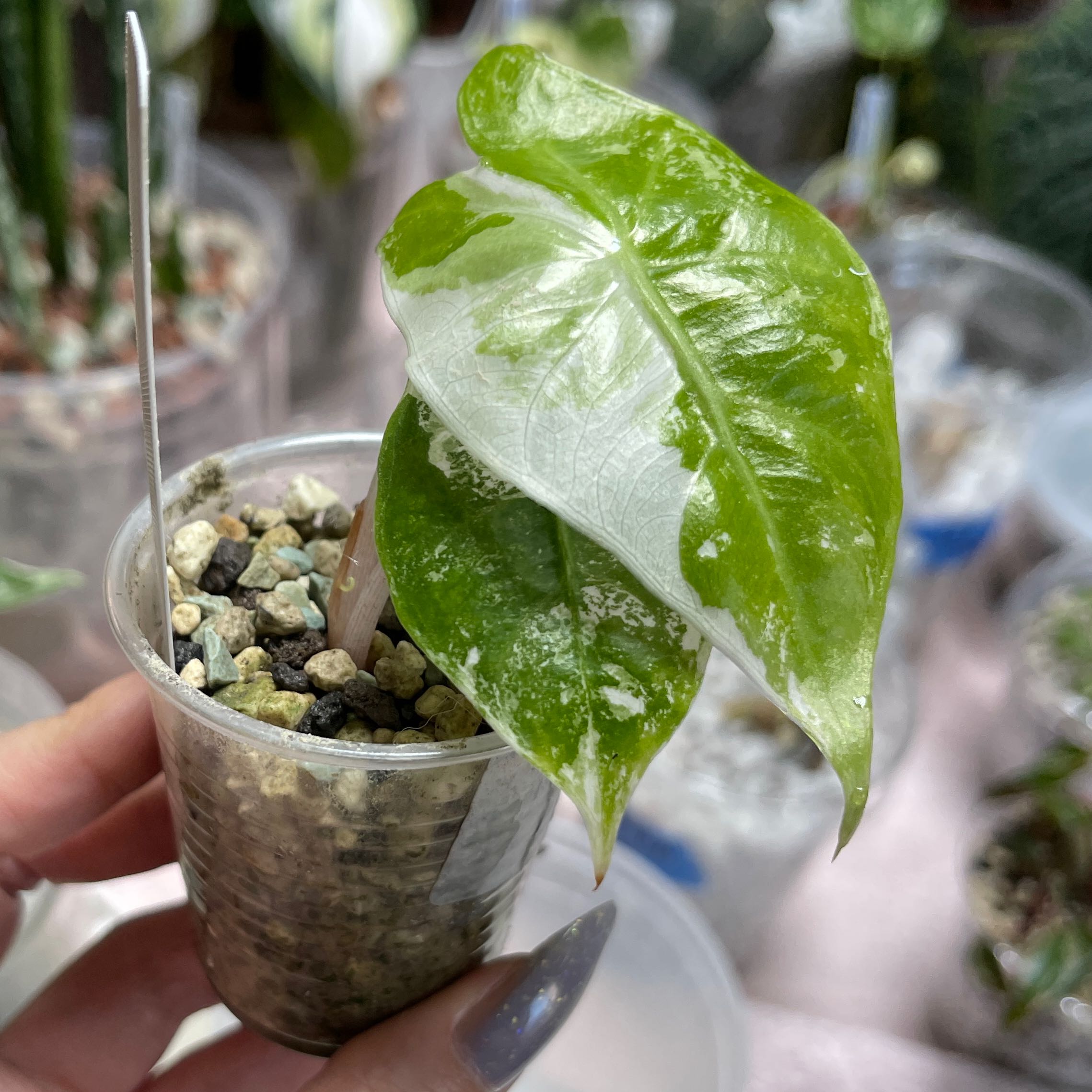 Photo of the plant species Alocasia Pink Dragon Variegated by @PlantingPeace named (A) Rosy Boa on Greg, the plant care app