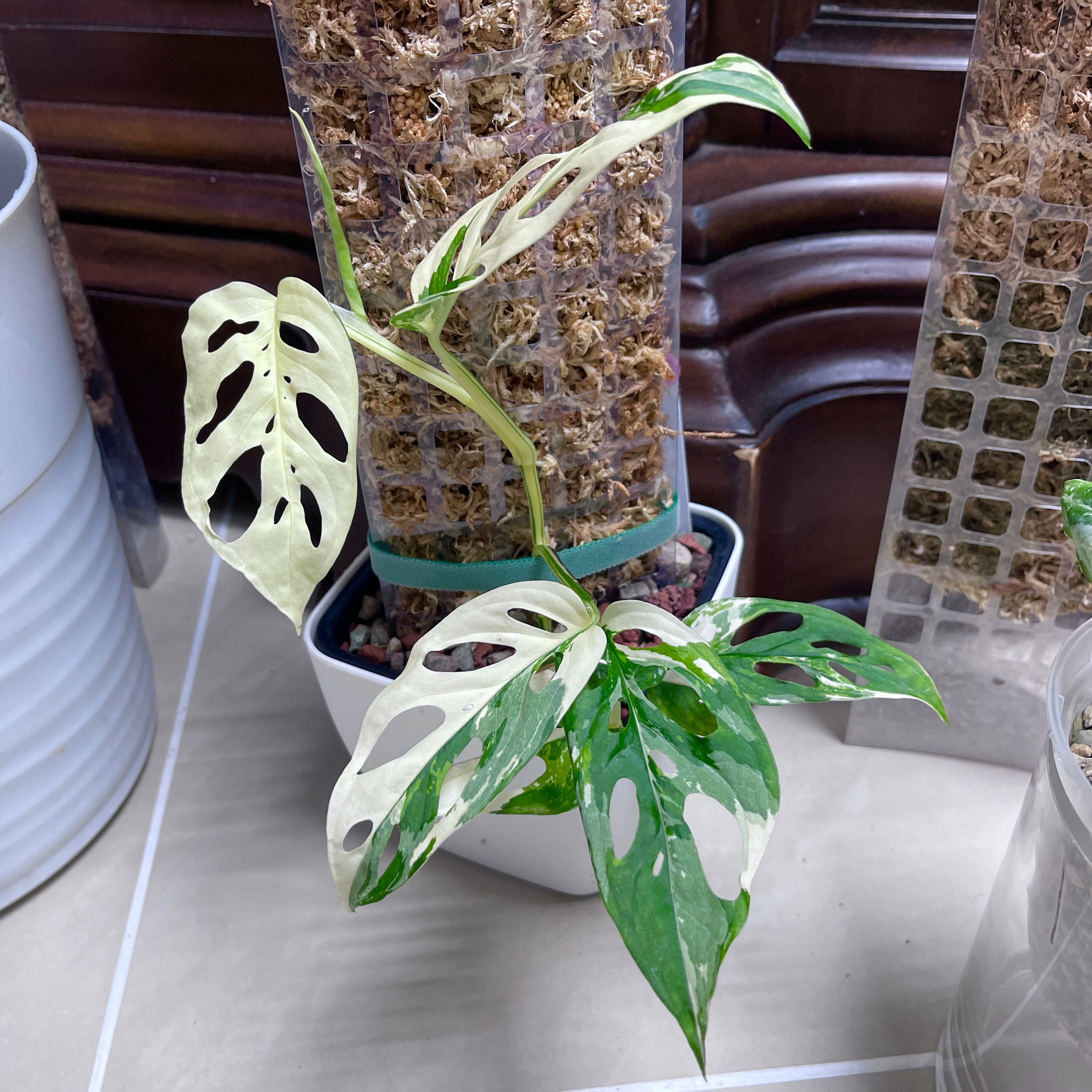 Photo of the plant species Monstera Adonsonii sp. 'Double Windows' Albo Varigated by @PlantingPeace named (M) Webs on Greg, the plant care app