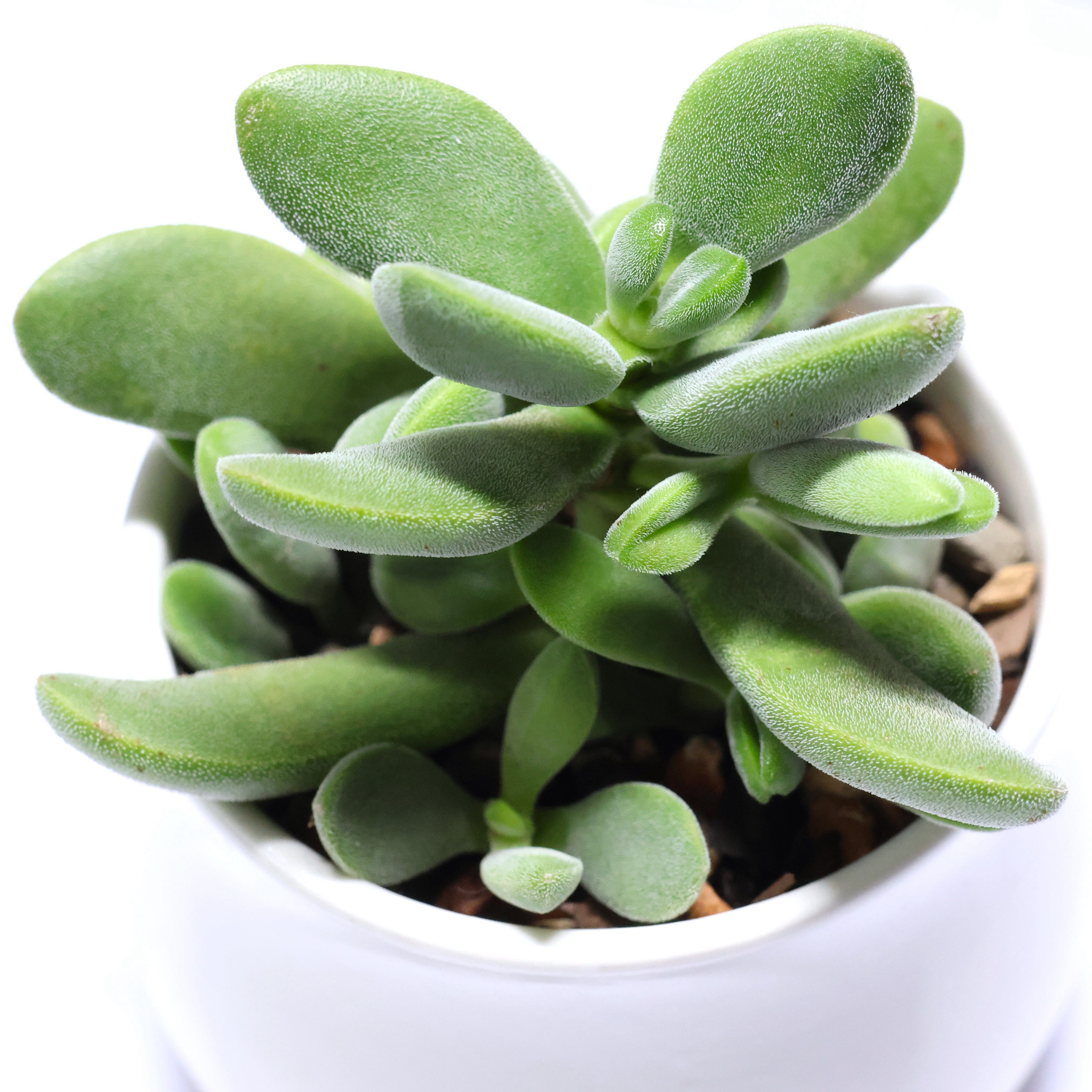 Photo of the plant species Crassula Green Beans by @PlantingPeace named Miley on Greg, the plant care app