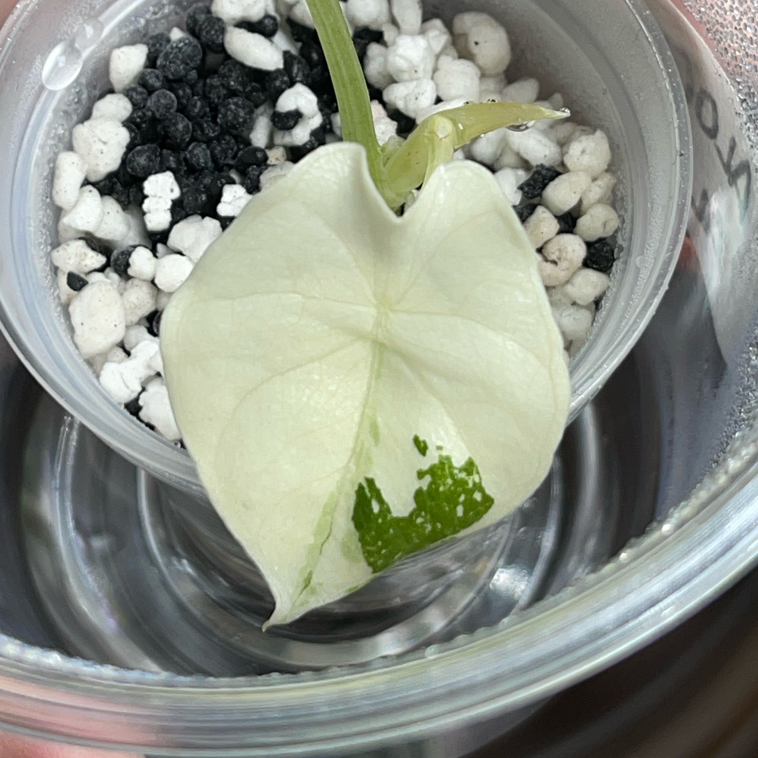 Photo of the plant species Alocasia 'Melo' Albo by @PlantingPeace named Orwell on Greg, the plant care app