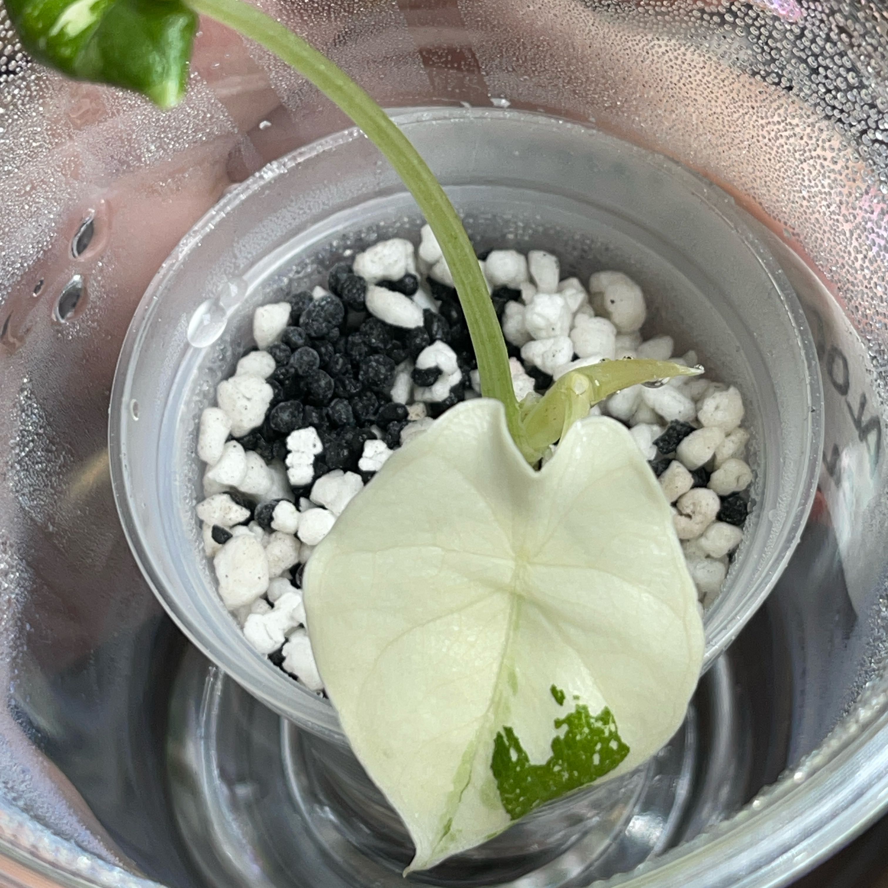 Photo of the plant species Alocasia 'Melo' Albo by @PlantingPeace named Leaf Erickson on Greg, the plant care app