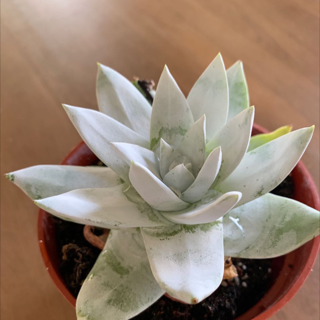 Chalk Dudleya plant in a small pot with healthy, fleshy leaves.
