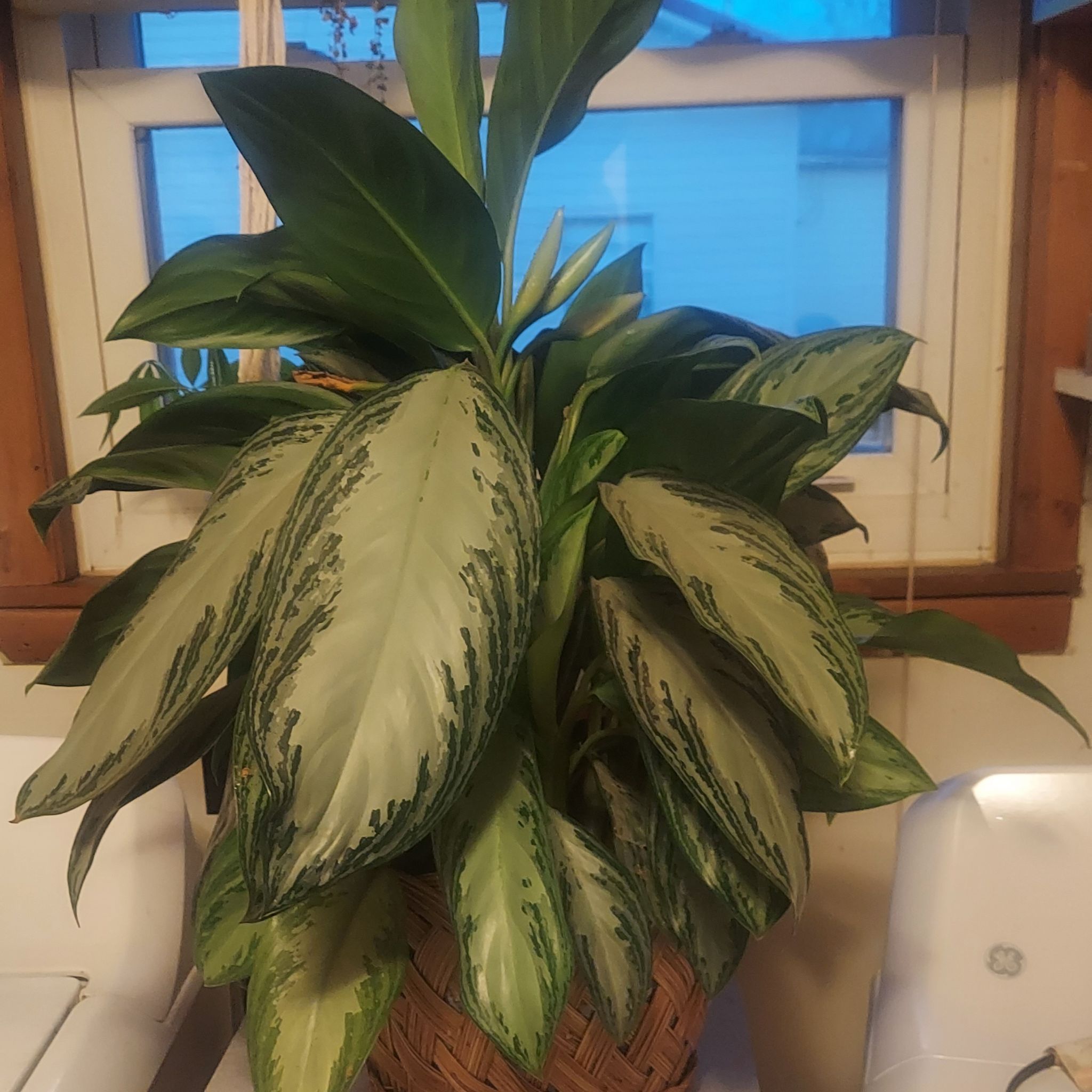 Aglaonema "Brother"