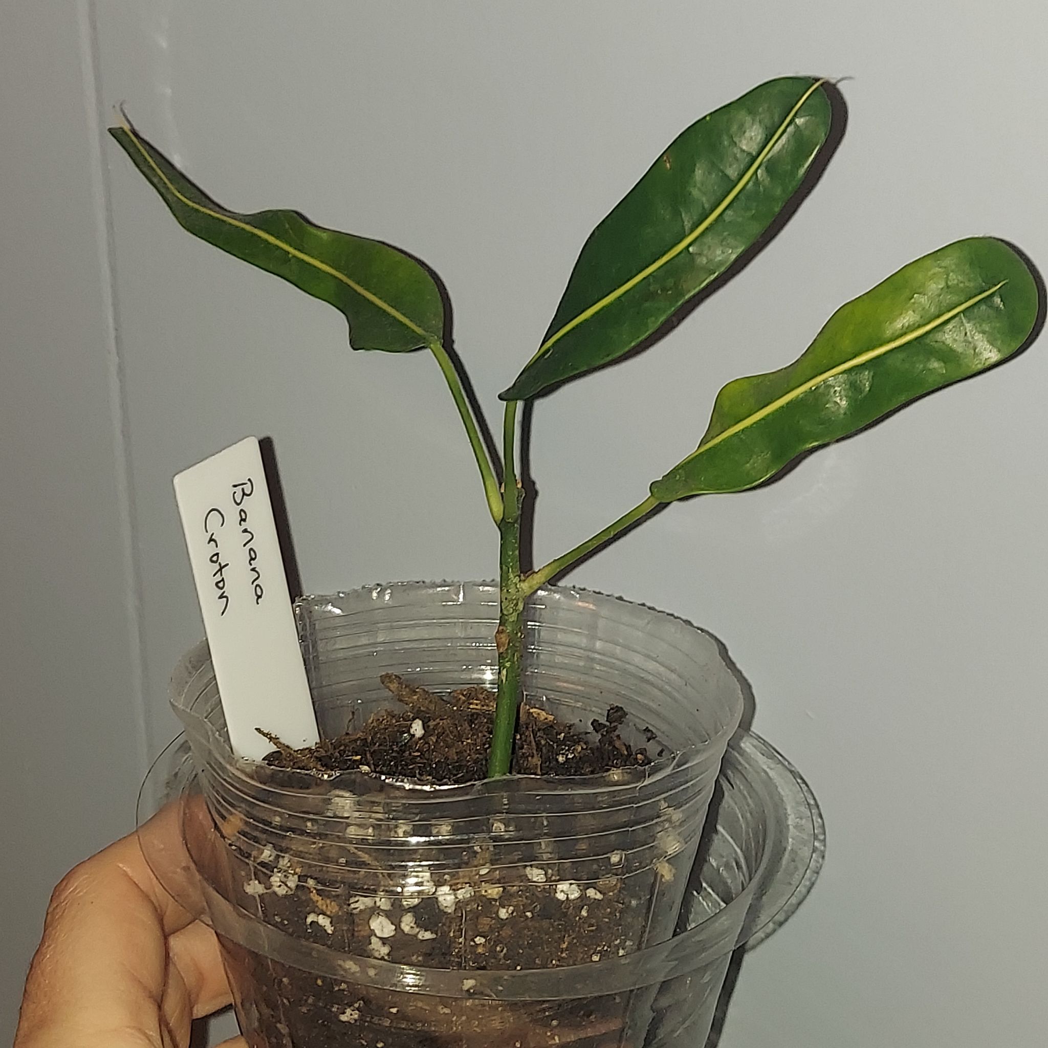 Banana Croton plant in a clear plastic container with three green leaves and visible soil.