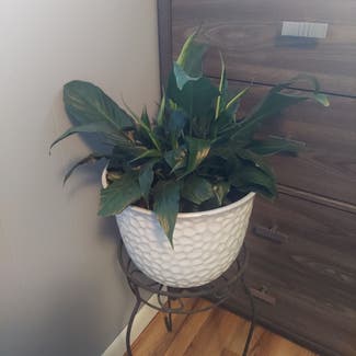 Peace Lily plant in Stilwell, Oklahoma