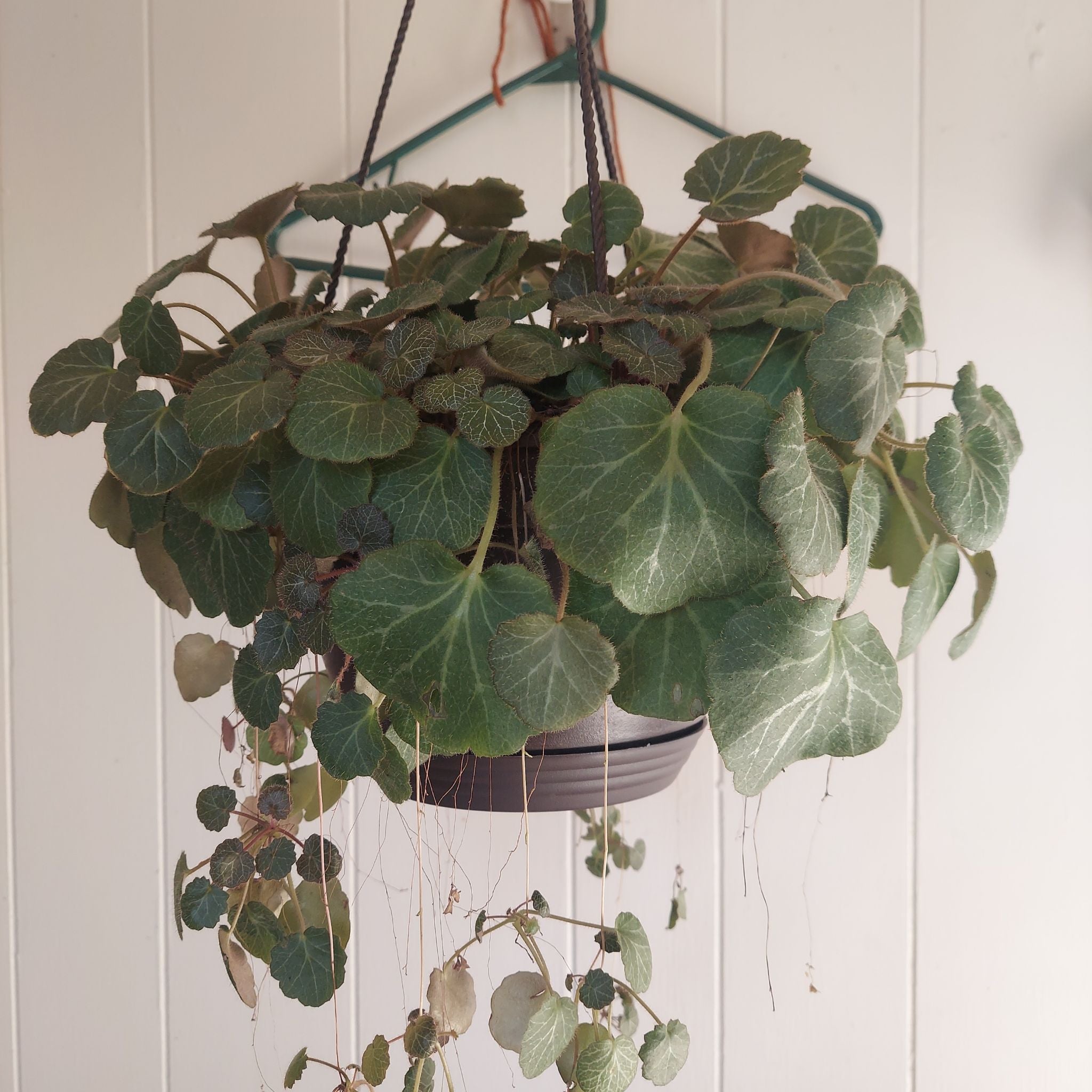 Photo of the plant species Strawberry Begonia by @gAnderson named Strawberry begonia "Christian" on Greg, the plant care app