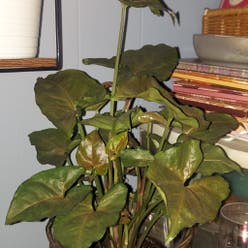 Syngonium 'Maria Allusion' plant