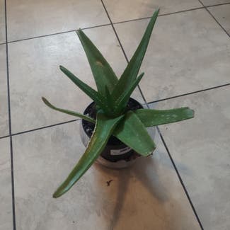 Aloe Vera plant in Stilwell, Oklahoma