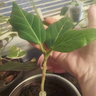 Audrey Ficus plant in Stilwell, Oklahoma