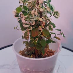 Brenia Snowbush plant
