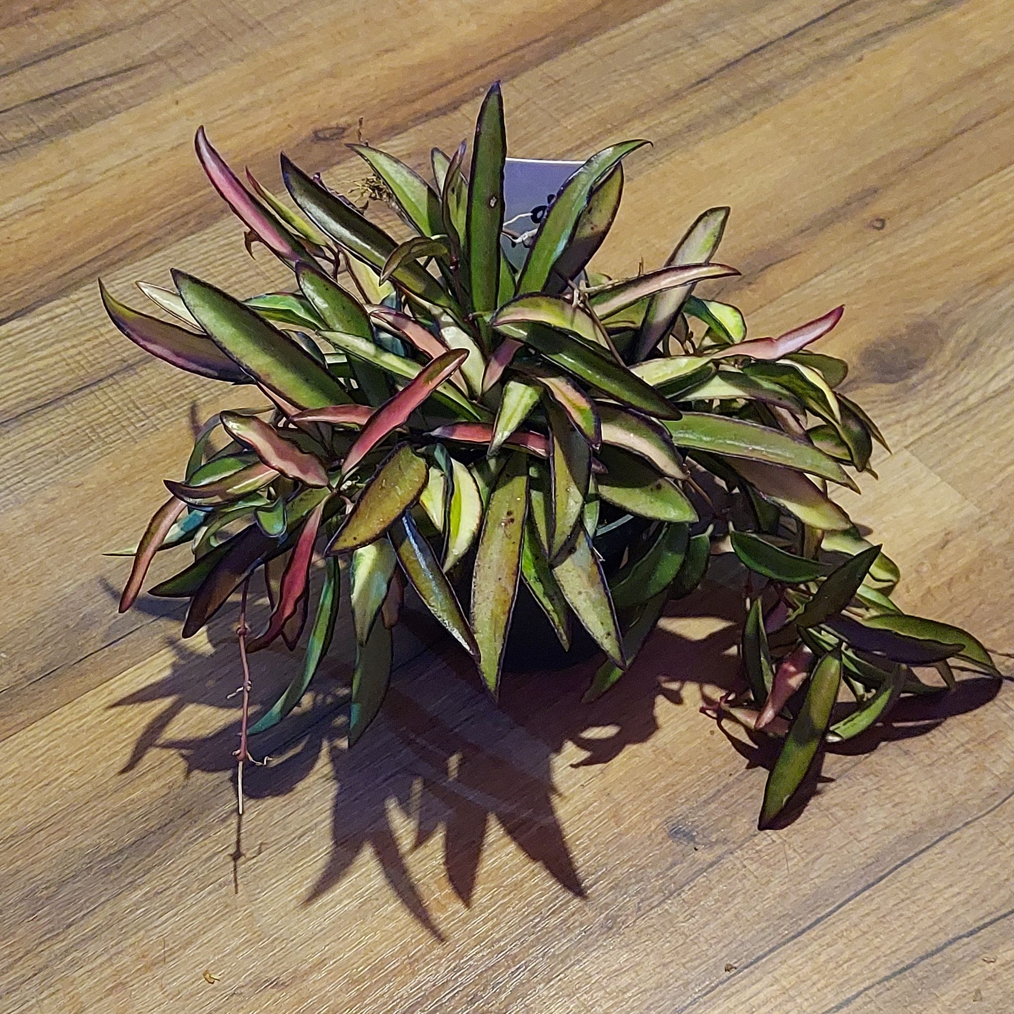 Variegated Hoya wayetii plant with elongated, variegated leaves in a pot on a wooden surface.