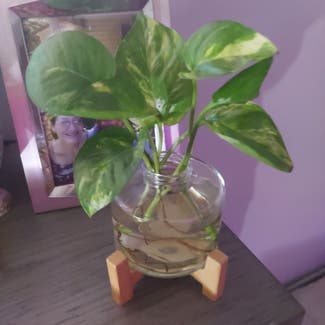 Marble Queen Pothos plant in Stilwell, Oklahoma